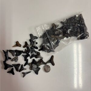 Bag of Fossil Sharks Teeth